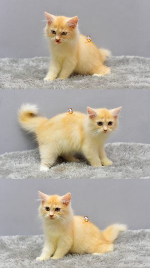 Hinata – Kucing Persia 3 Bulan Betina