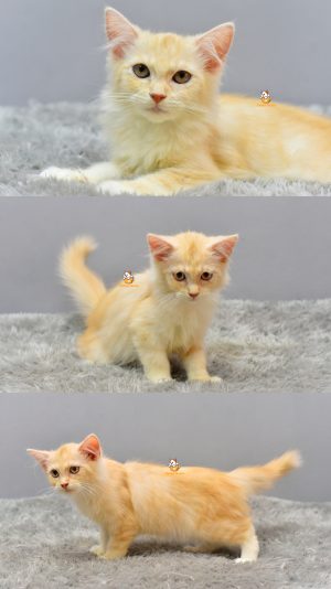 Hime – Kucing Persia 3 Bulan Betina