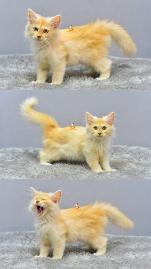 Hachi – Kucing Persia 3 Bulan Betina