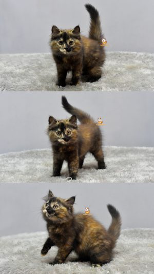 Hanabi – Kucing Persia 2,5 bulan Betina