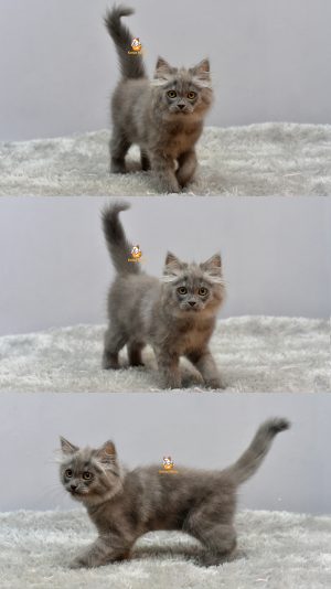 Harley – Kucing Persia 3 bulan Jantan