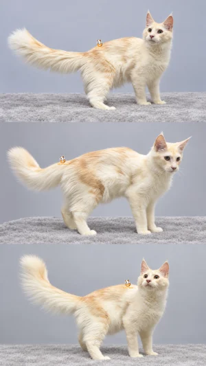 Ichiro – Kucing Mainecoon Jantan 6 Bulan