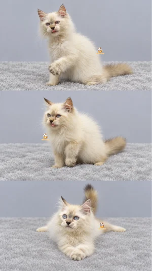 Iroha – Kucing Himalaya 3,5 Bulan Betina