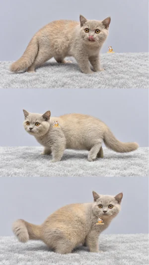 Ibell – Kucing Brtisih Short Hair 3 Bulan Betina