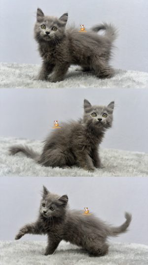 Hotaru – Kucing Persia 2,5 Bulan Jantan