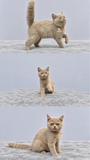 Ichiya – Kucing British Short Hair 3 Bulan Jantan