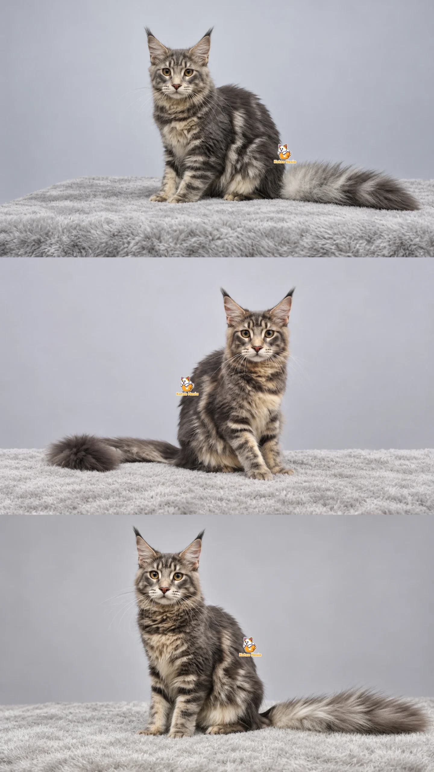 Itsuki - Kucing Mainecoon Jantan 6 Bulan