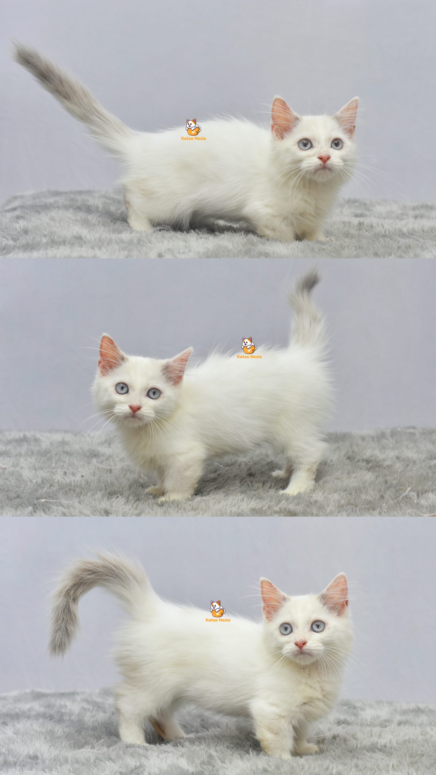 Haku -